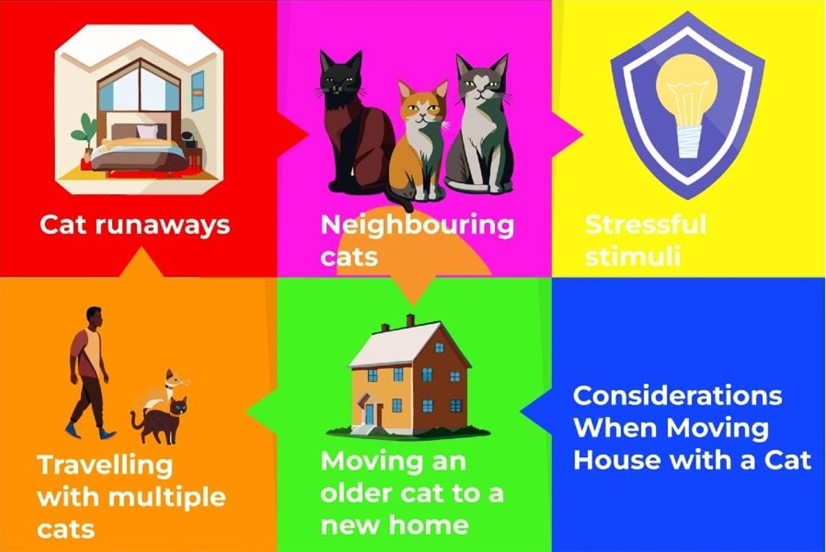 considerations when moving house with a cat